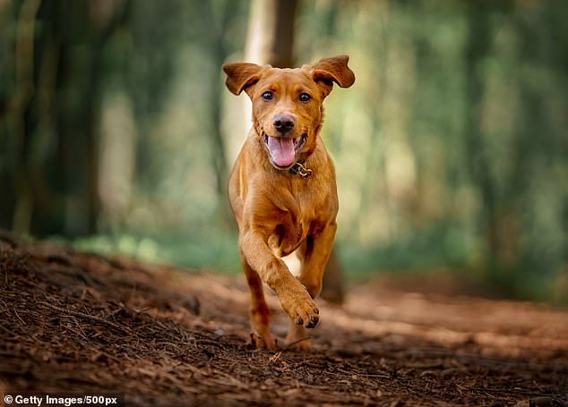 Caring for a pet reduces feelings of loneliness and depression, both dementia risk factors