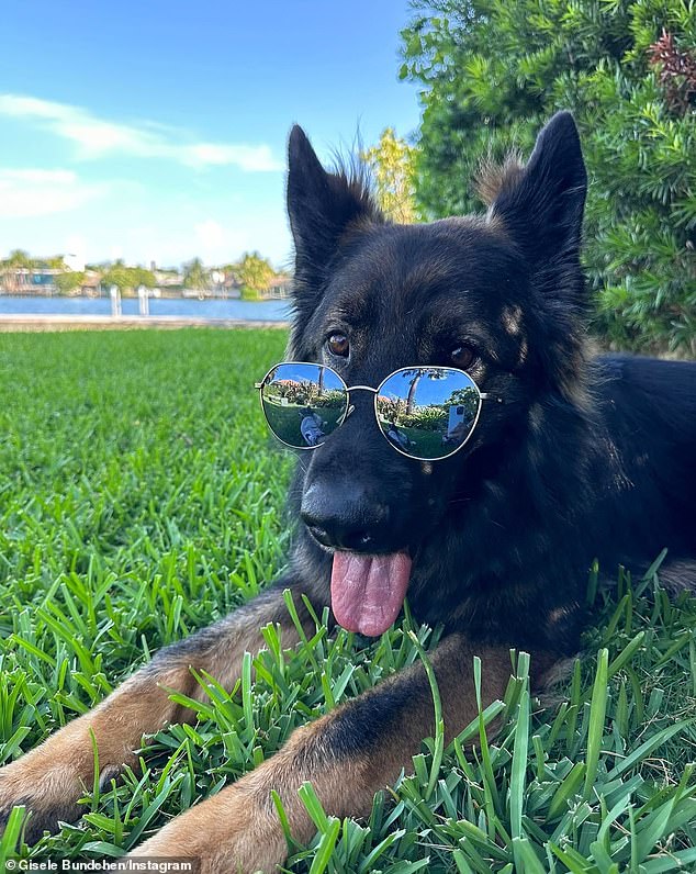 Bündchen showed off her silly side with a picture of her beloved German Shepherd wearing a pair of mirrored sunglasses on the lawn of her $11.5M five-bedroom mansion on Miami's Indian Creek Island