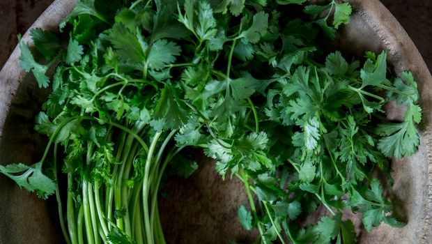 Coriander