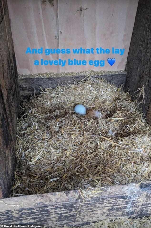 'And guess what they laid a lovely blue egg,' he wrote in one post