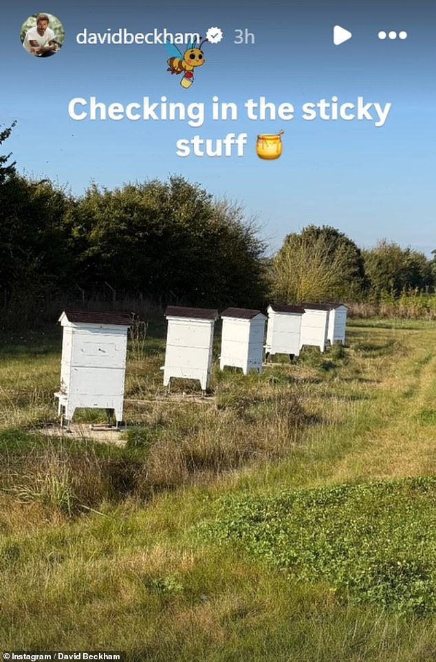 And David's duties aren't just limited to chickens, as the father-of-four also looks after a swarm of bees at his Cotswolds farmhouse