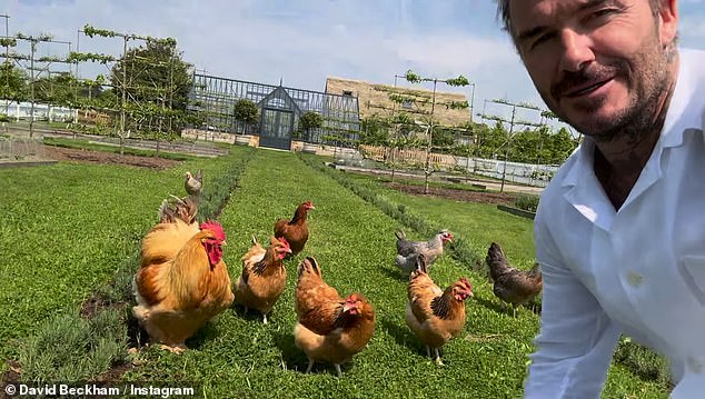 David's flock of fowl have become recurring characters on the former sports star's social media