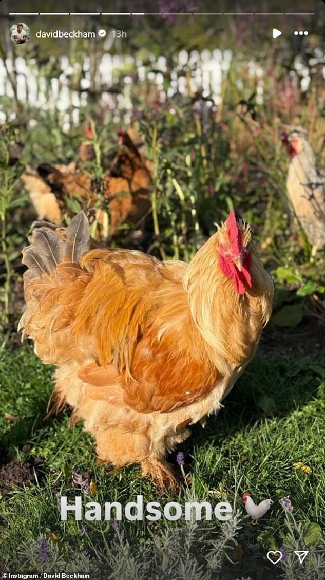 The former footballer, 49, was gifted the birds for Christmas by his wife Victoria, 50, and he has since set up a hen pen for the animals on their sprawling estate