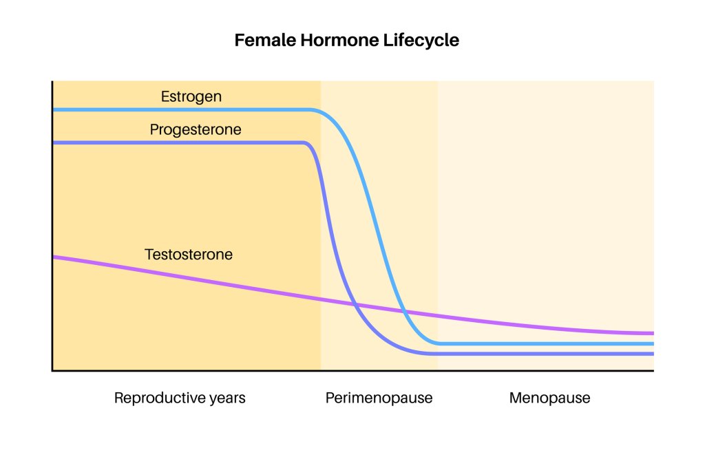 diagram of testosterone and estrogen levels before and during menopause