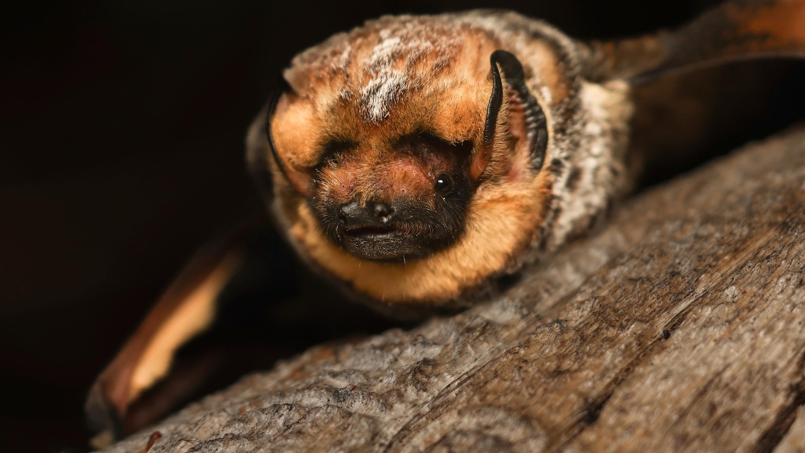 It’s almost Halloween. That means it’s time for a bat beauty contest
