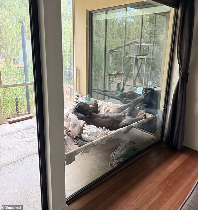 And if you stay, request the bungalow with sun bears. You won't regret it