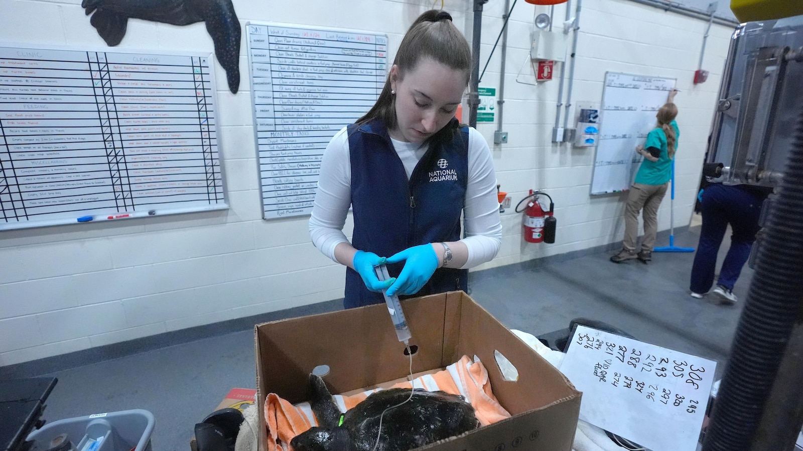 Global warming fills New England’s rich waters with death traps for endangered sea turtles